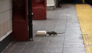 Chicago Named America’s ‘Rattiest City’ for 10th Straight Year by Orkin