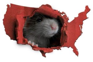 Chicago Named America’s ‘Rattiest City’ for 10th Straight Year by Orkin