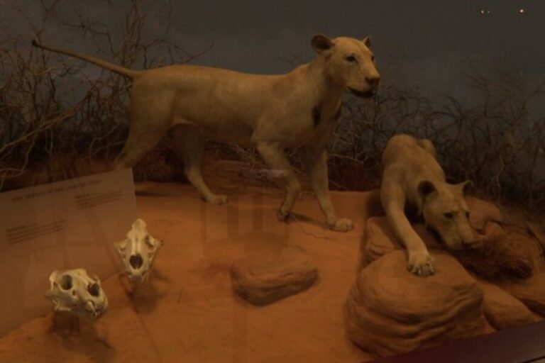 Field Museum Marks 100 Years Since Acquisition of the Legendary Tsavo Man-Eaters